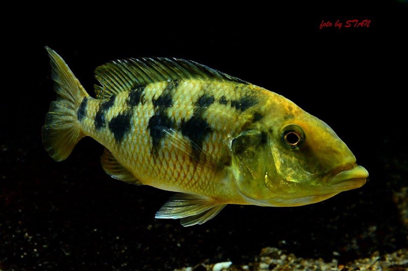Fossorochromis rostratus